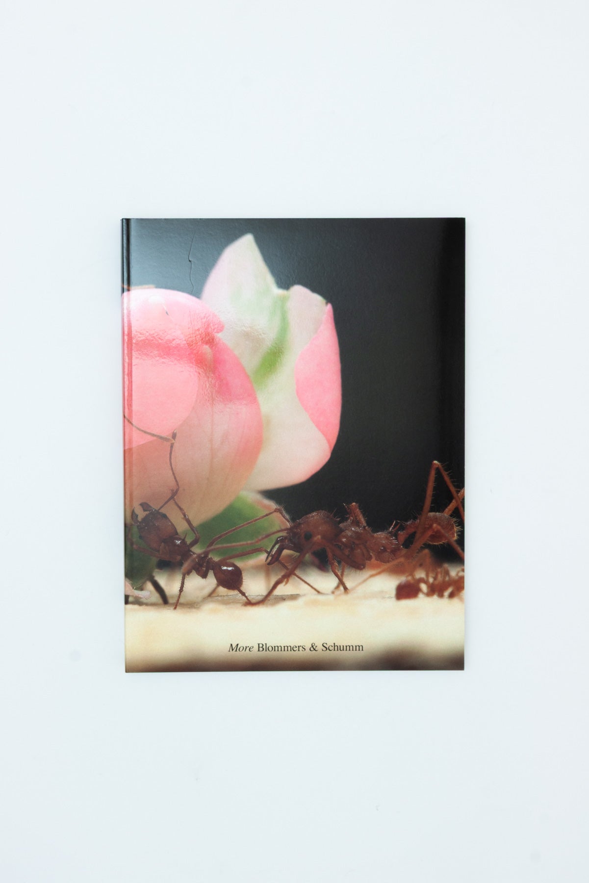 More - Blommers & Schumm