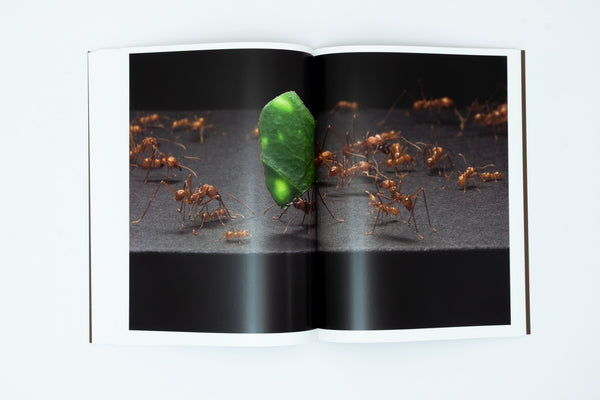 More - Blommers & Schumm