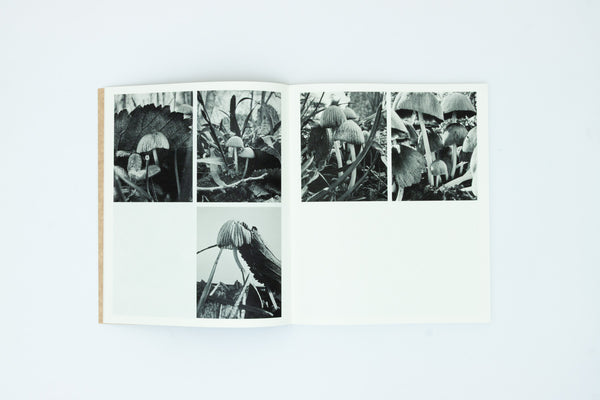 Fruiting Bodies - Ying Ang