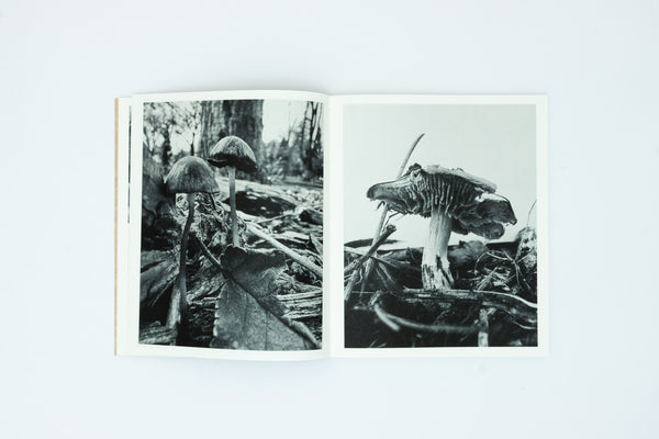 Fruiting Bodies - Ying Ang
