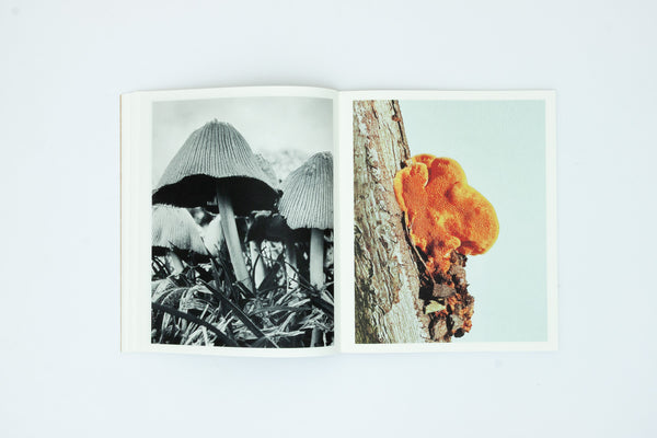 Fruiting Bodies - Ying Ang