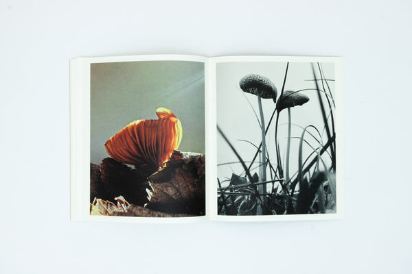 Fruiting Bodies - Ying Ang