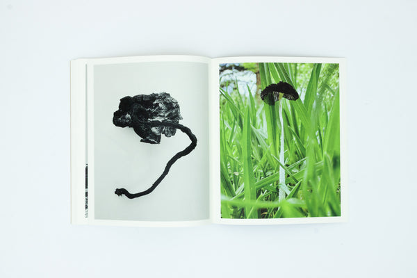 Fruiting Bodies - Ying Ang