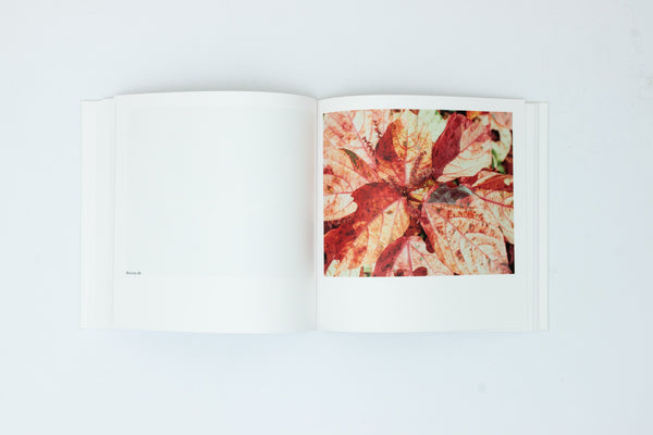 Bounty - Steve McQueen