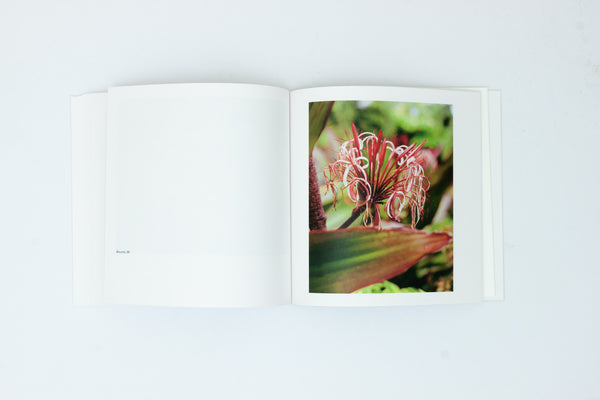 Bounty - Steve McQueen