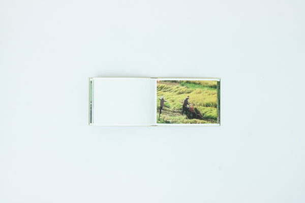 Screenshots of a rice field and its surrounds - Cintia Tortosa Santisteban
