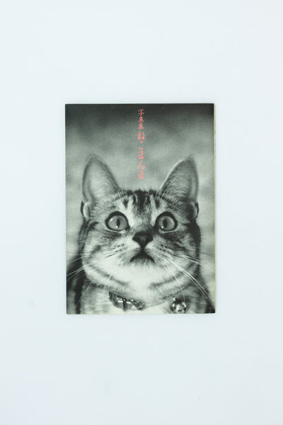 Neko manma 'The Cat is Beautiful' Photobook