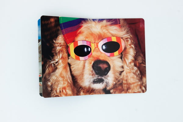 Animals - Martin Parr