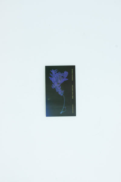 Bird of Paradise - Anne Tveit Knutsen